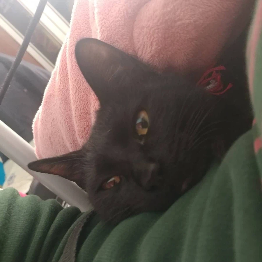 인기없는 검은 고양이 새끼때..._22.webp