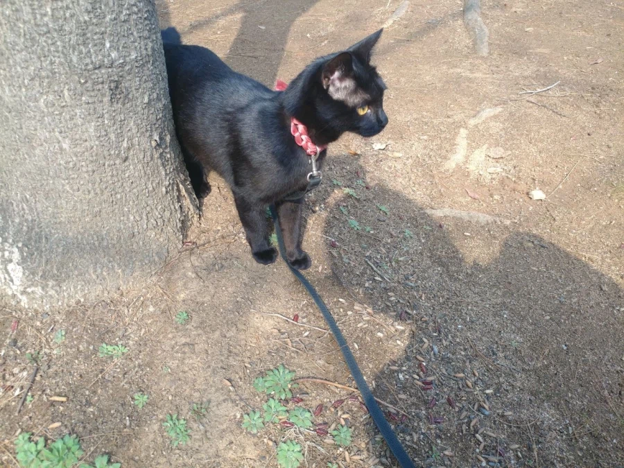 인기없는 검은 고양이 새끼때..._23.webp