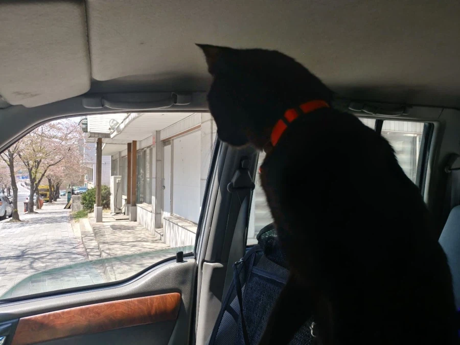 인기없는 검은 고양이 새끼때..._24.webp