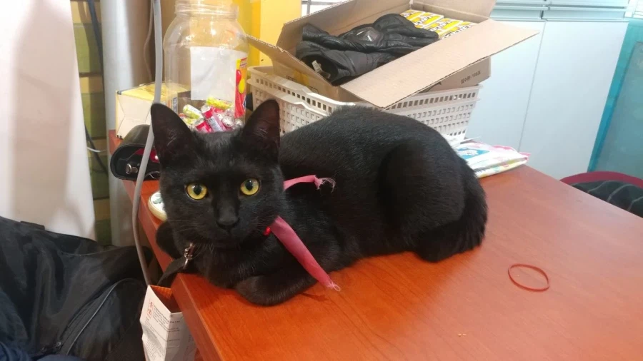 인기없는 검은 고양이 새끼때..._25.webp