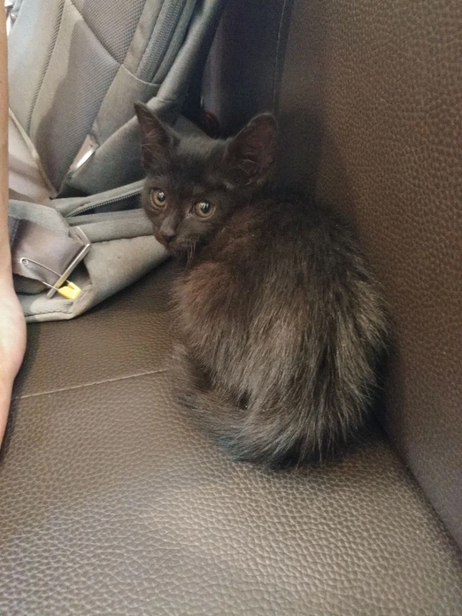 인기없는 검은 고양이 새끼때..._1.webp