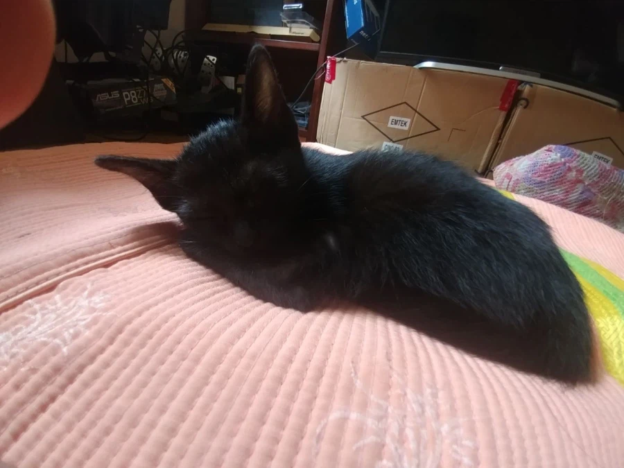 인기없는 검은 고양이 새끼때..._2.webp