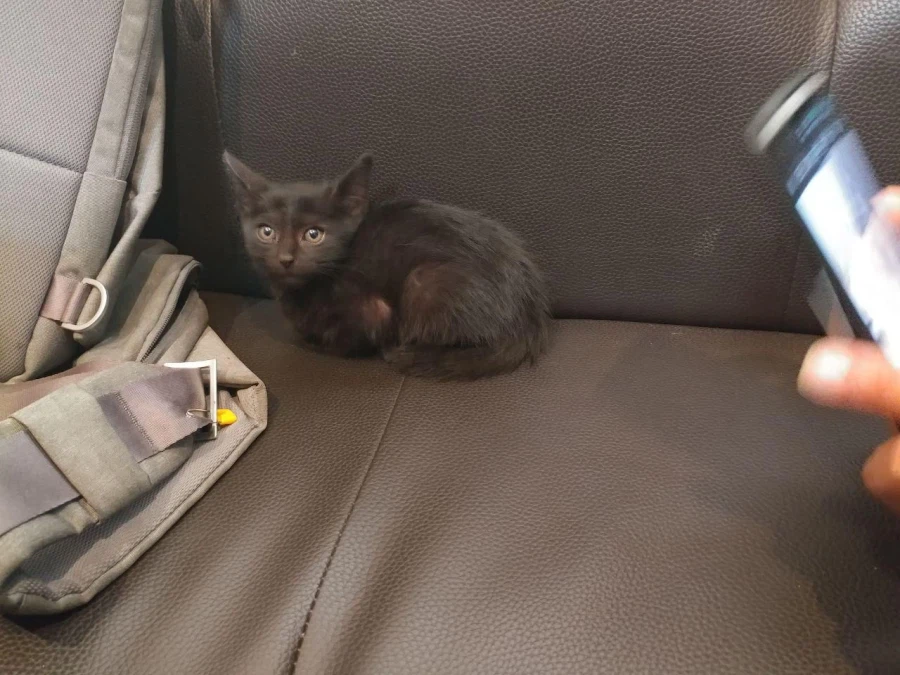 인기없는 검은 고양이 새끼때..._3.webp