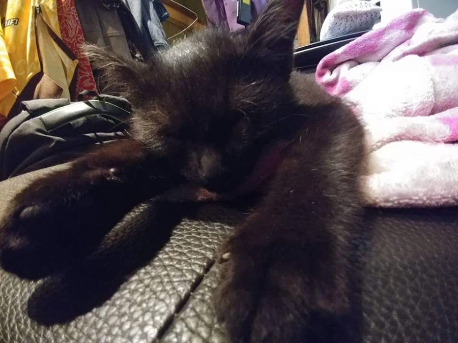 인기없는 검은 고양이 새끼때..._4.webp