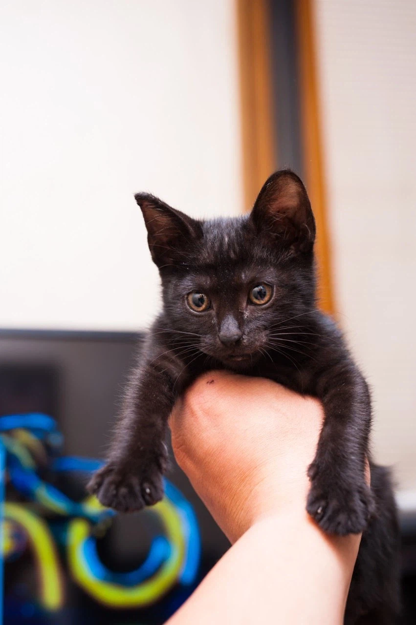 인기없는 검은 고양이 새끼때..._5.webp