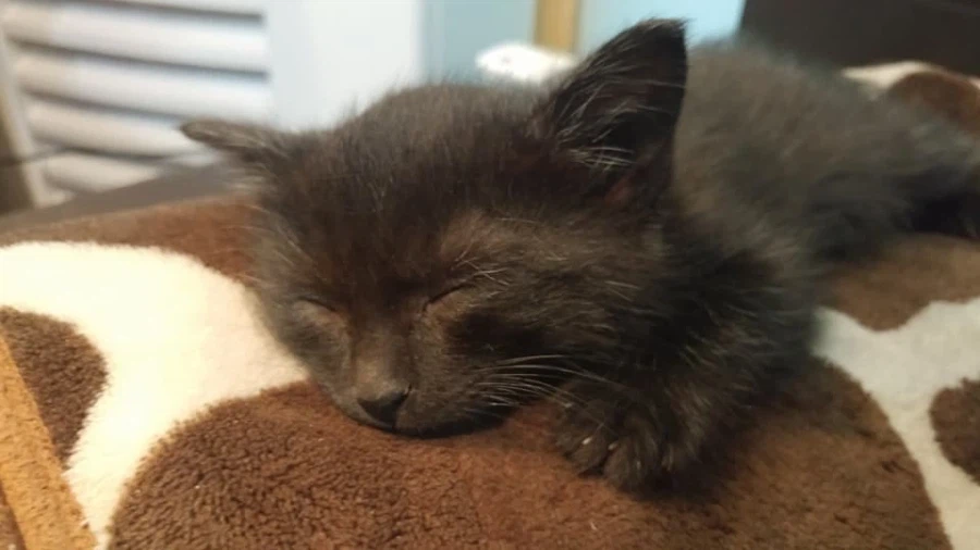 인기없는 검은 고양이 새끼때..._6.webp