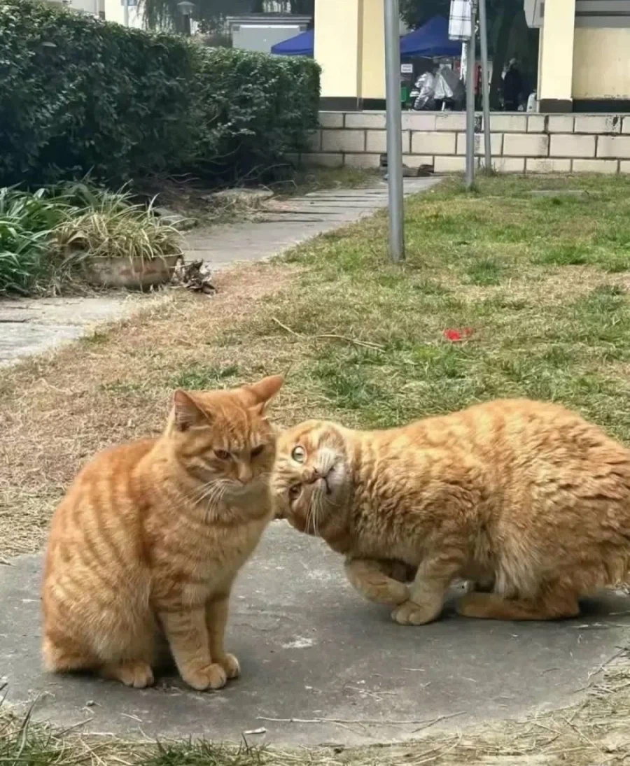 도발 스킬이 매우 높은 떼걸룩_1.webp