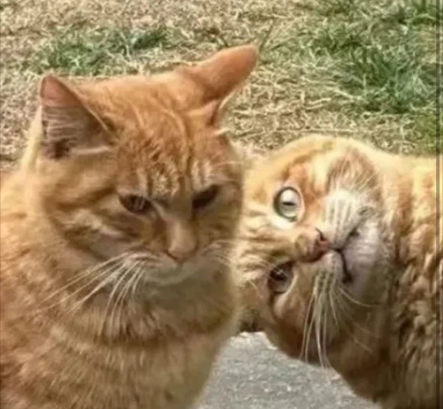 도발 스킬이 매우 높은 떼걸룩_2.webp