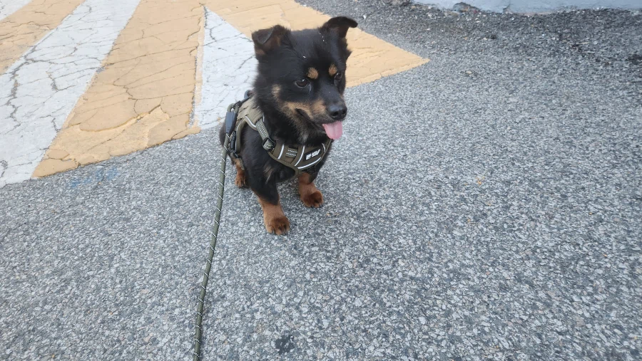 늑구 보니까 생각나는 우리집 멍뭉이 가출_2.webp