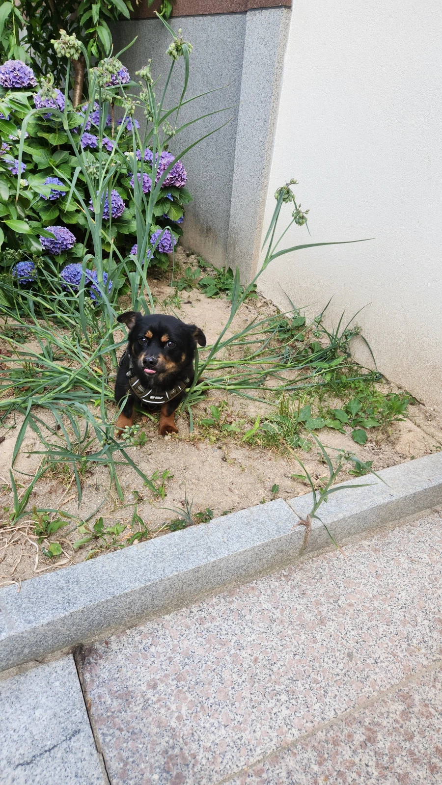 늑구 보니까 생각나는 우리집 멍뭉이 가출_3.webp