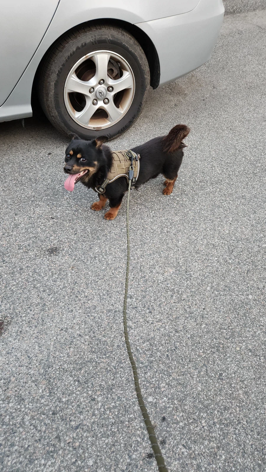 늑구 보니까 생각나는 우리집 멍뭉이 가출_4.webp