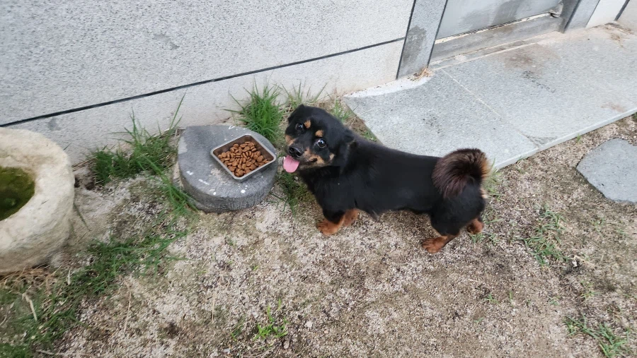 늑구 보니까 생각나는 우리집 멍뭉이 가출_5.webp