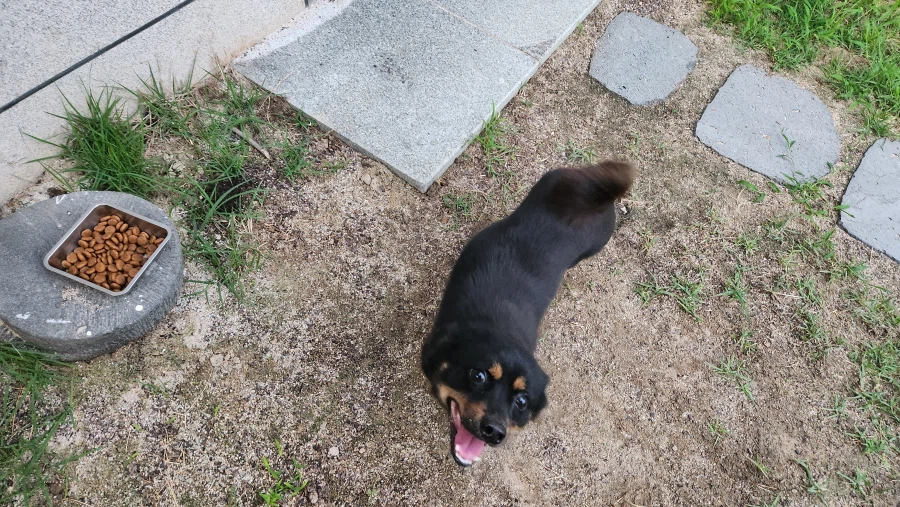 늑구 보니까 생각나는 우리집 멍뭉이 가출_6.webp