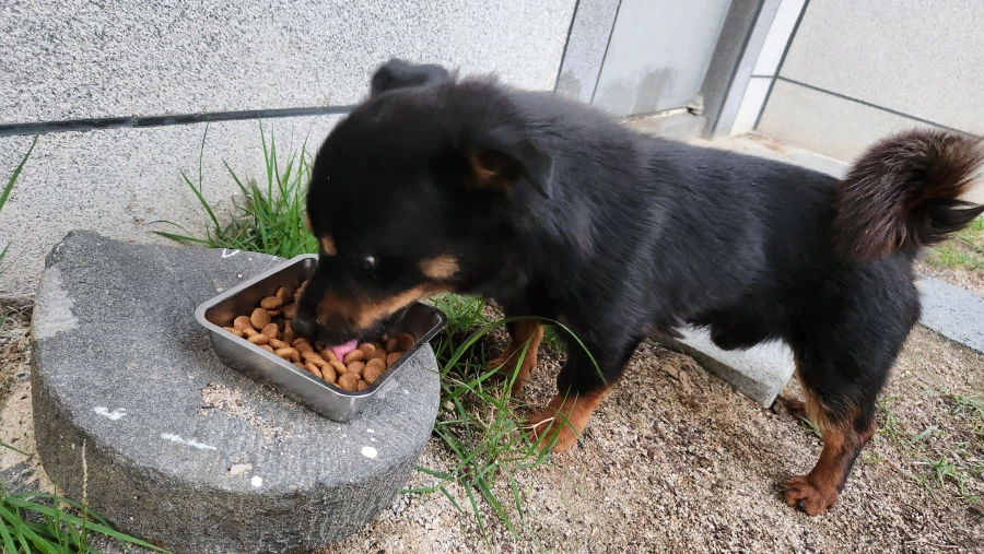 늑구 보니까 생각나는 우리집 멍뭉이 가출_7.webp