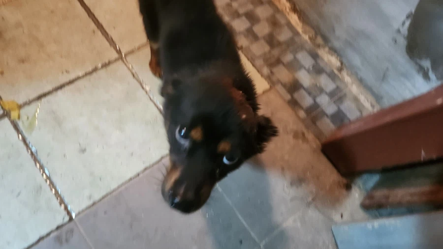 늑구 보니까 생각나는 우리집 멍뭉이 가출_9.webp