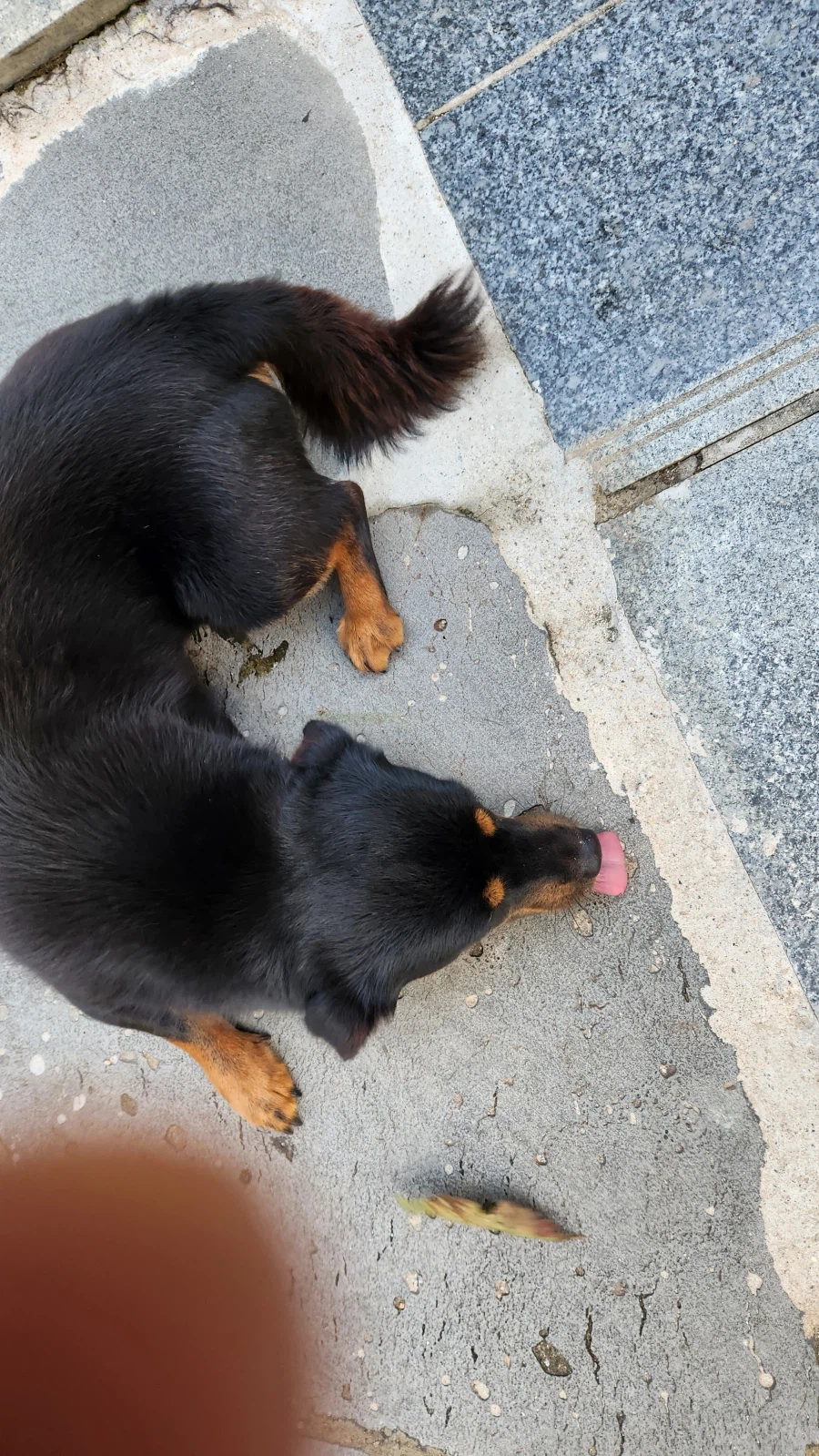 늑구 보니까 생각나는 우리집 멍뭉이 가출_13.webp