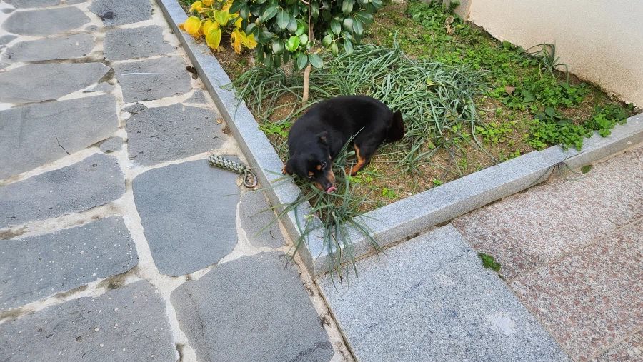 늑구 보니까 생각나는 우리집 멍뭉이 가출_14.webp