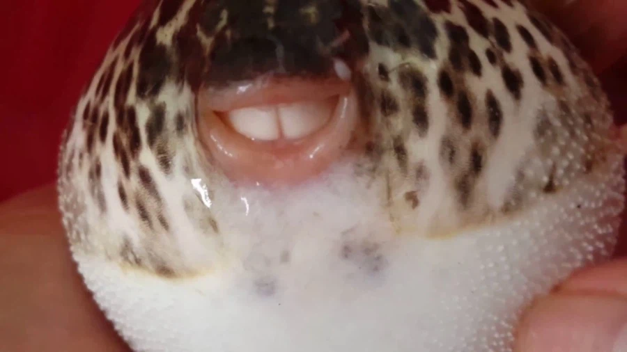 건치가 매력적인_1.webp