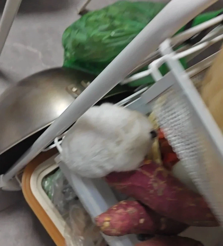 고구마 서리범 검거 현장_1.webp