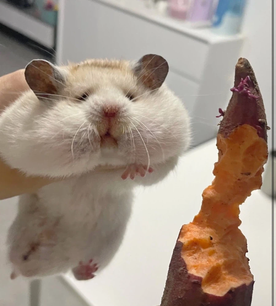 고구마 서리범 검거 현장_2.webp