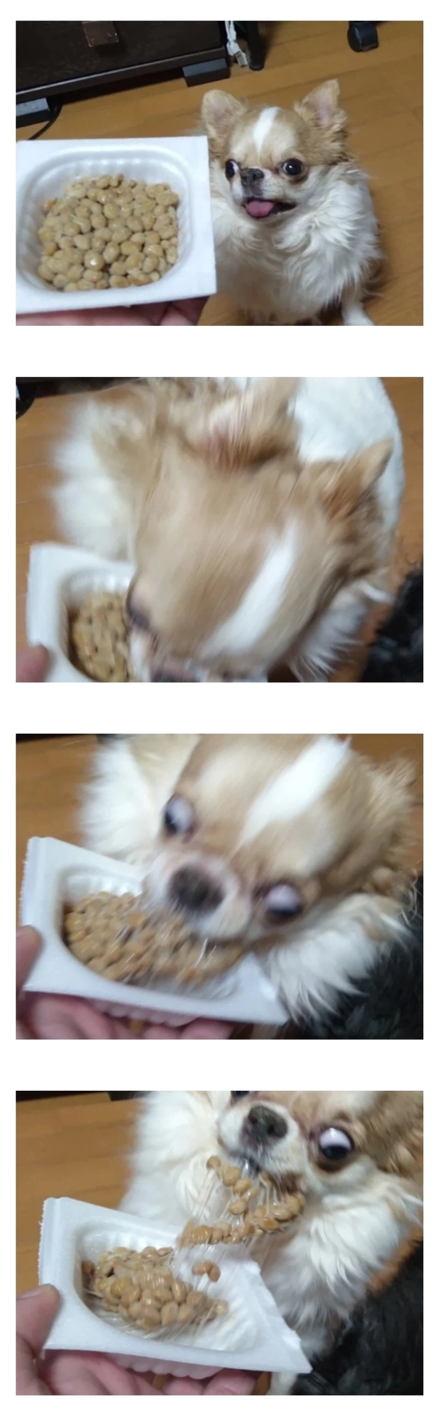 먹을거에 집착하는 스타일_2.webp