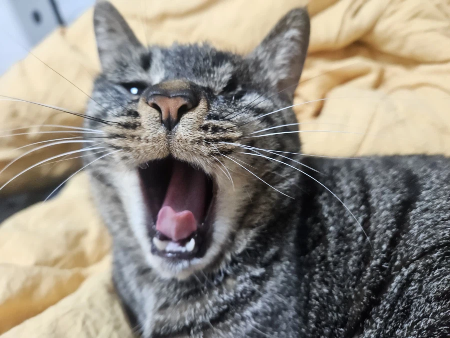 울집 고양이 사진_2.webp