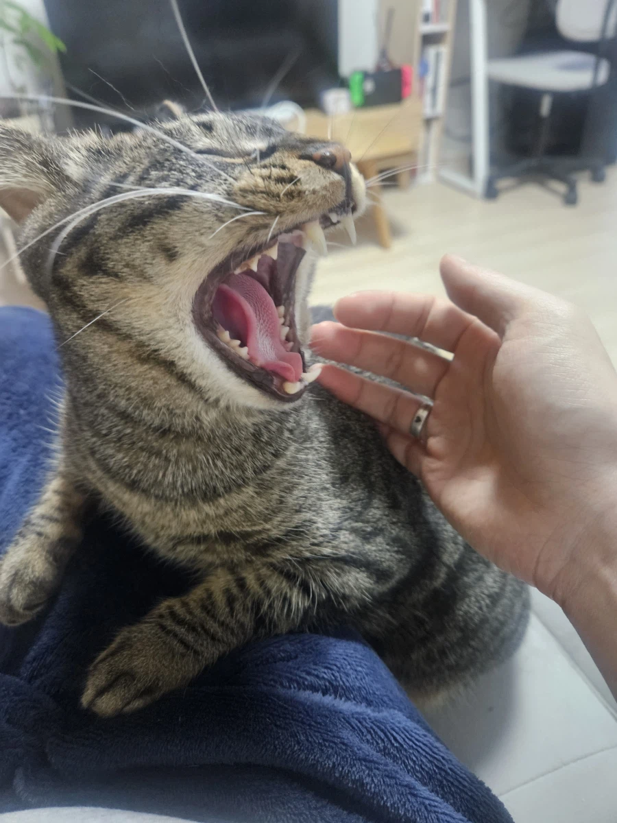 울집 고양이 사진_3.webp