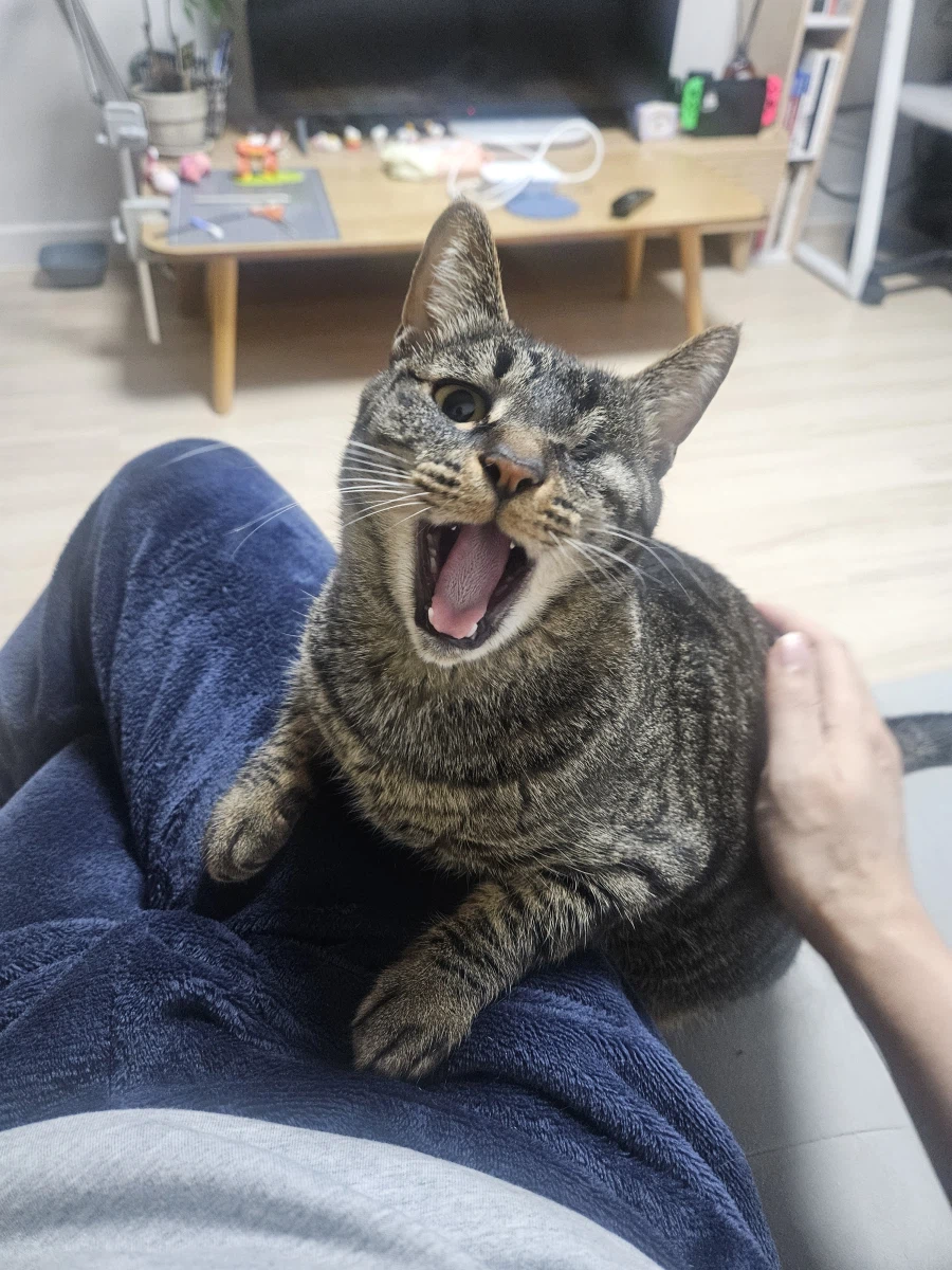 울집 고양이 사진_4.webp