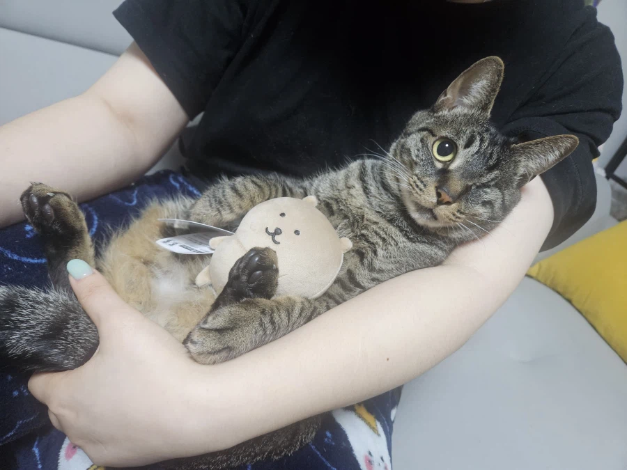 울집 고양이 사진_7.webp