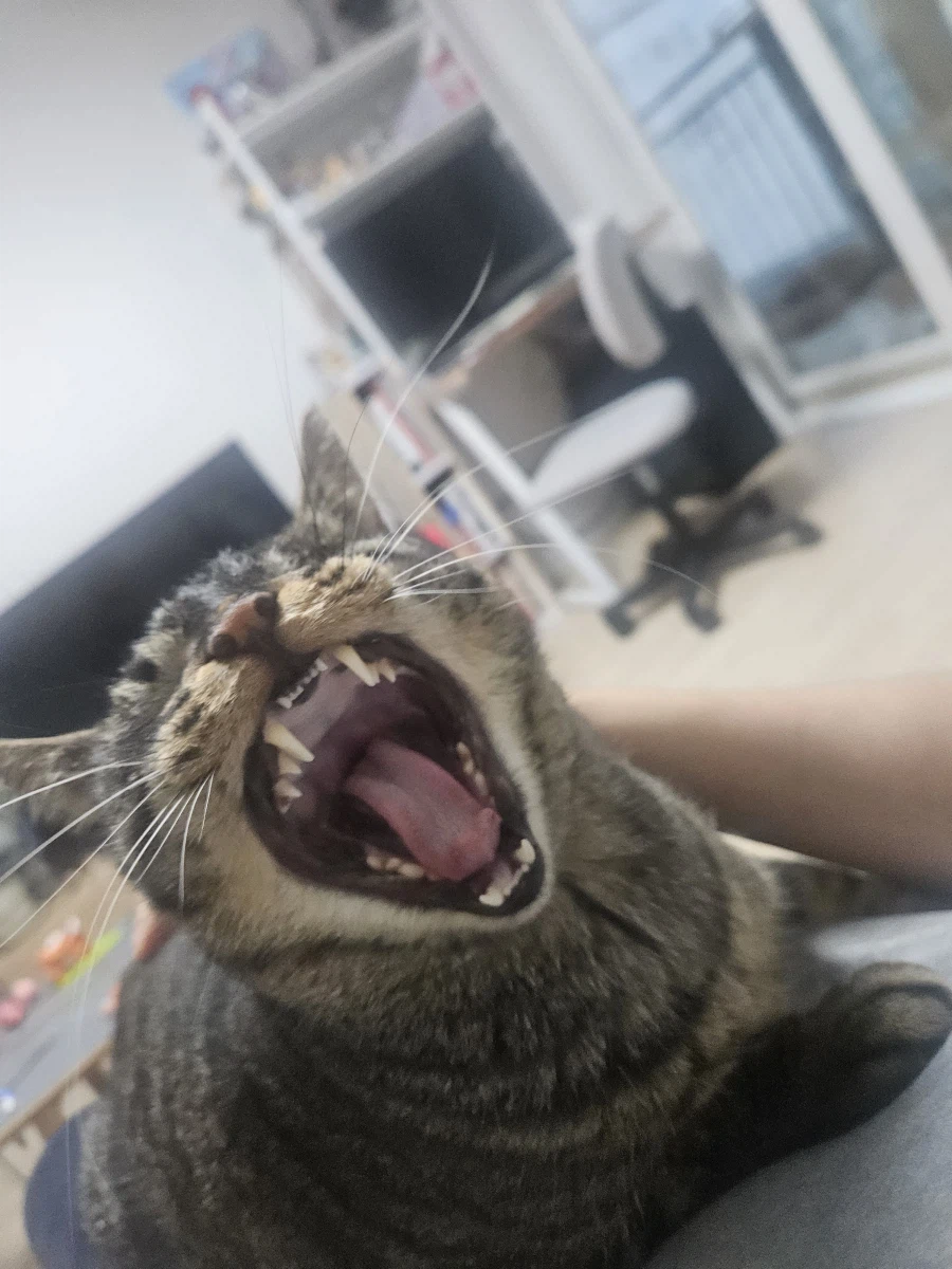 울집 고양이 사진_8.webp