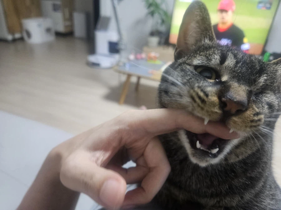 울집 고양이 사진_9.webp