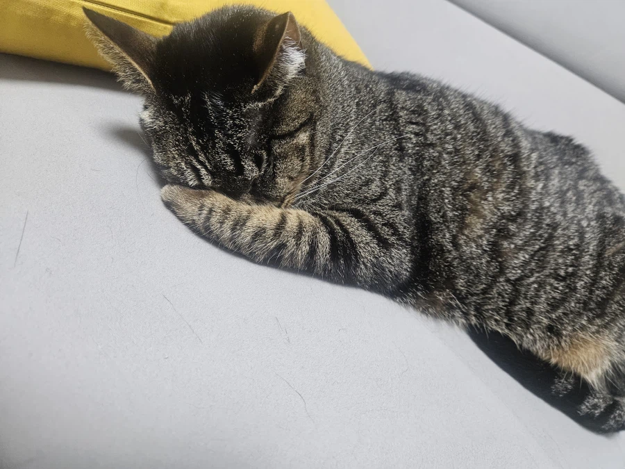 울집 고양이 사진_10.webp