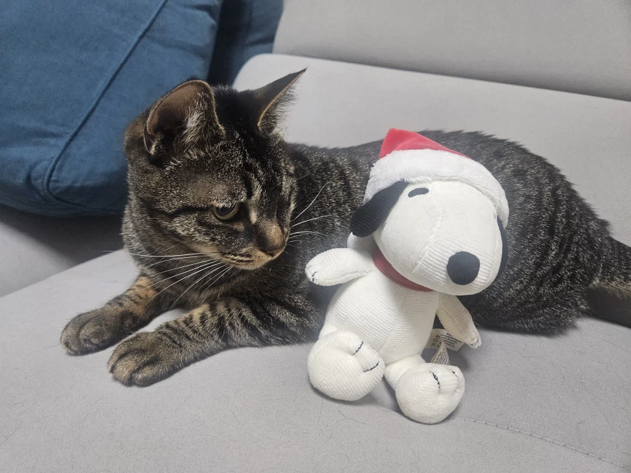 울집 고양이 사진_11.webp