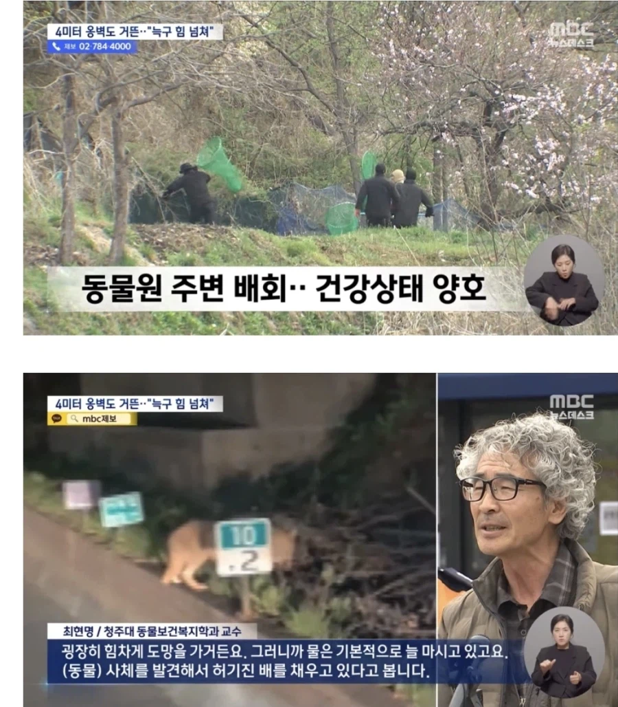 늑구: 집가고 싶어요 ㅜㅜ_1.webp