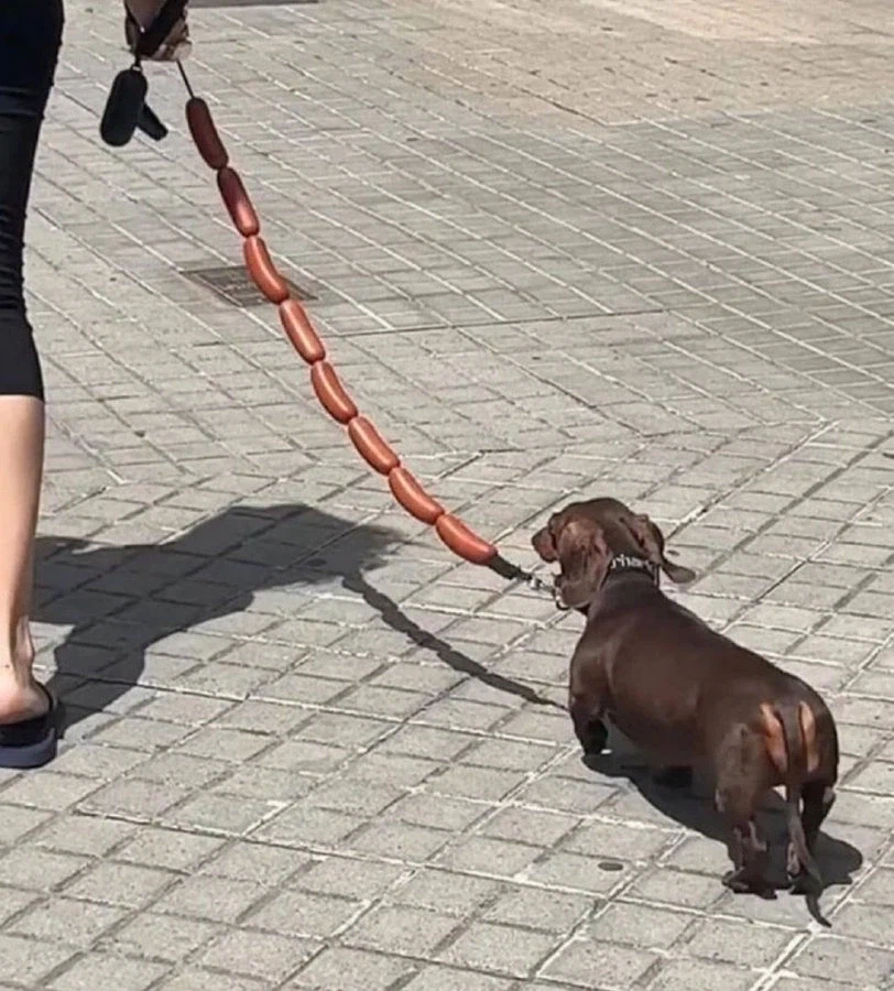 맛있어 보이는 개 목줄_1.webp