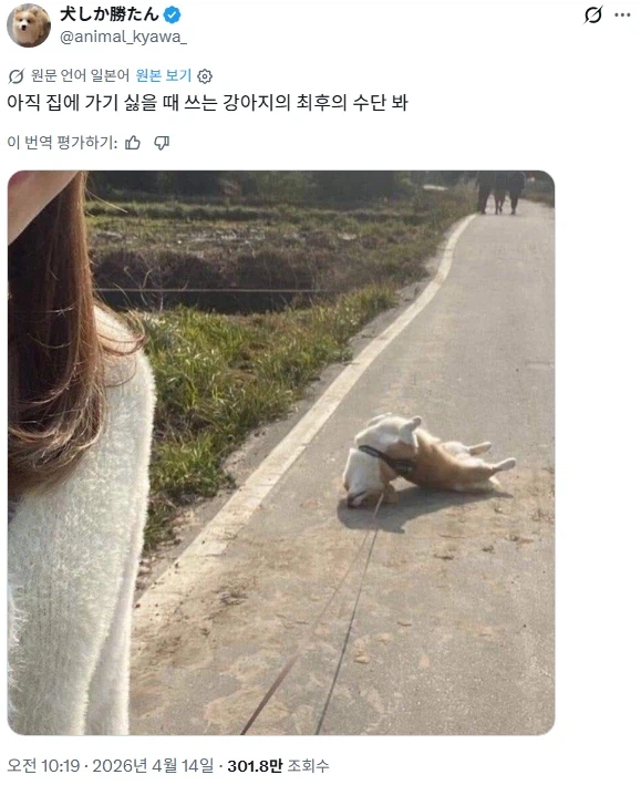 산책 더 하고 싶은 시바견이 하는 행동_1.webp