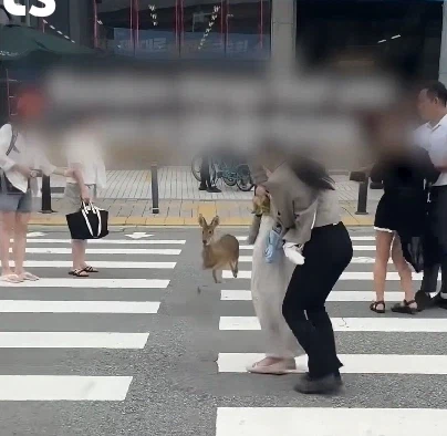 국뽕) 외국인들도 놀란다는 한국의 친환경 도시건설 능력_2.webp