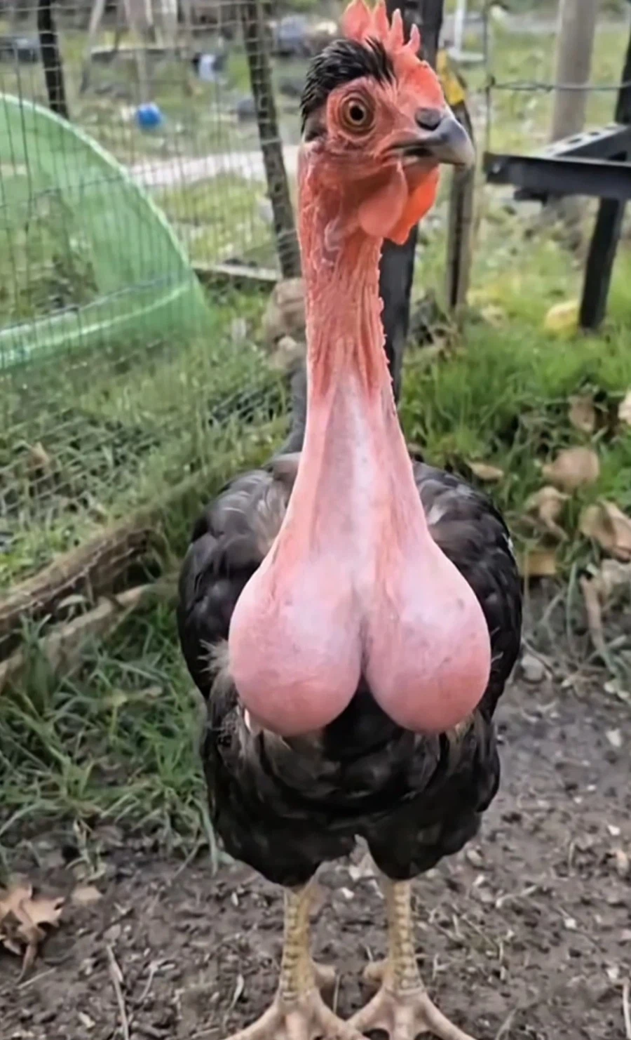 검은 불랄닭_1.webp