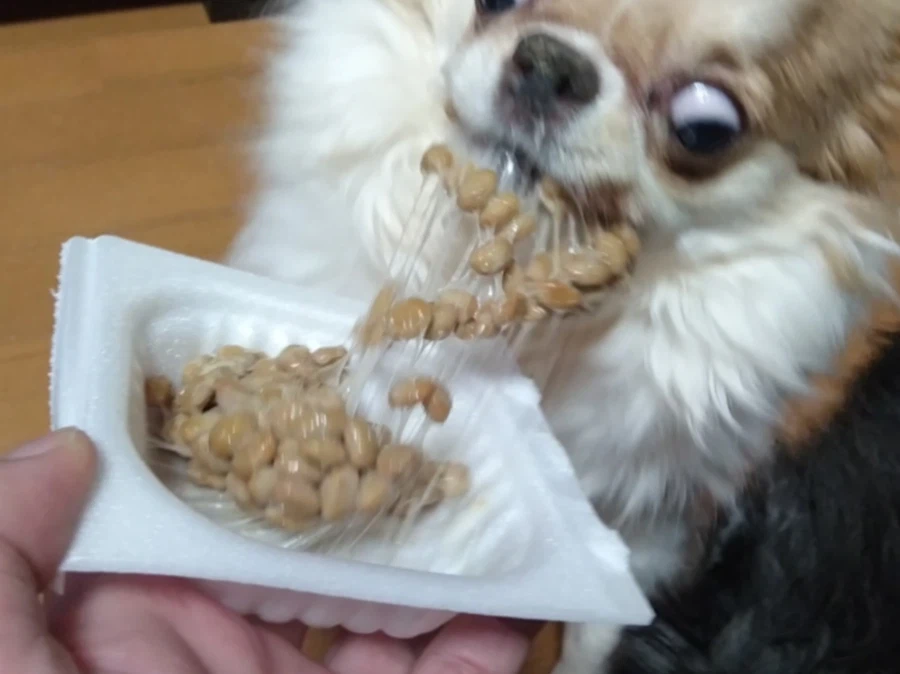 낫토 먹는 치와와짤.jpg_2.webp