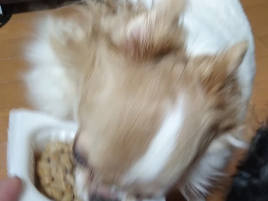 낫토 먹는 치와와짤.jpg_4.webp