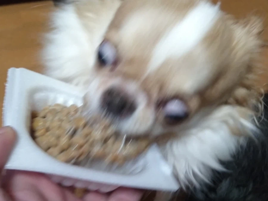 낫토 먹는 치와와짤.jpg_3.webp