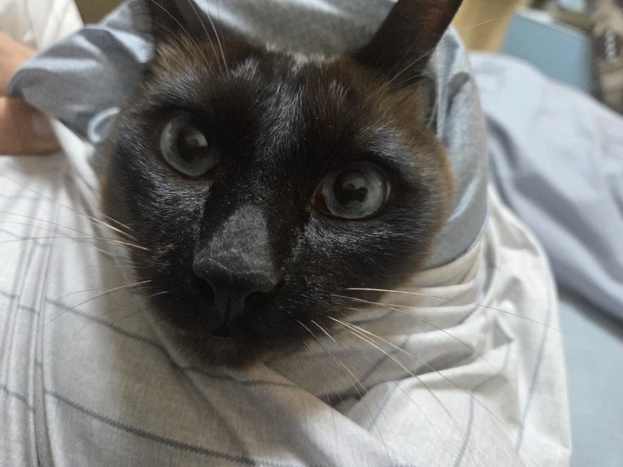 저희집 샴고양이 공짜로 즐기시면 됩니다~~_5.webp