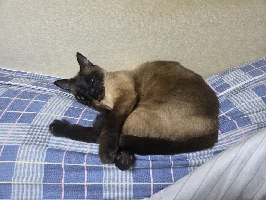 저희집 샴고양이 공짜로 즐기시면 됩니다~~_6.webp