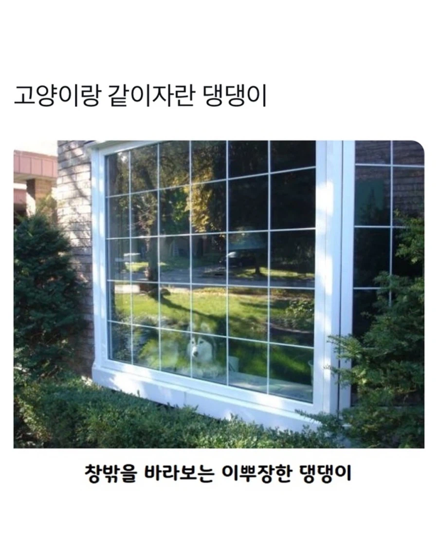 고양이랑 같이 자란 댕댕이..._1.webp