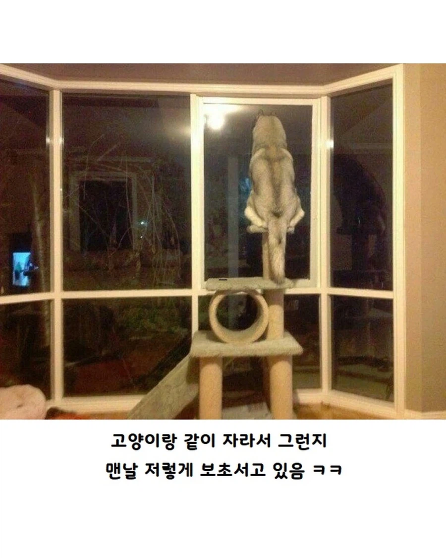 고양이랑 같이 자란 댕댕이..._2.webp