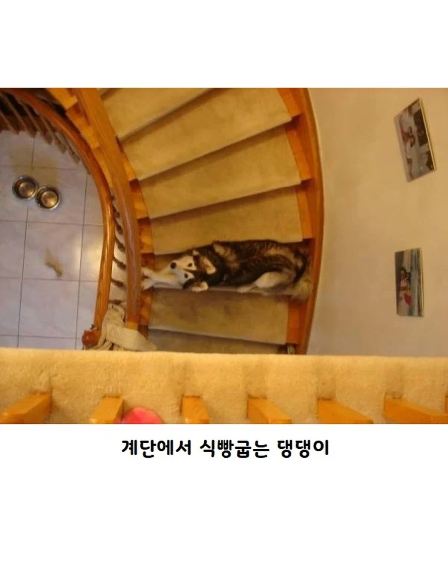 고양이랑 같이 자란 댕댕이..._3.webp