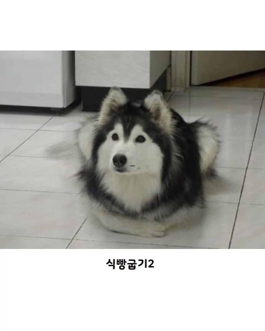 고양이랑 같이 자란 댕댕이..._5.webp