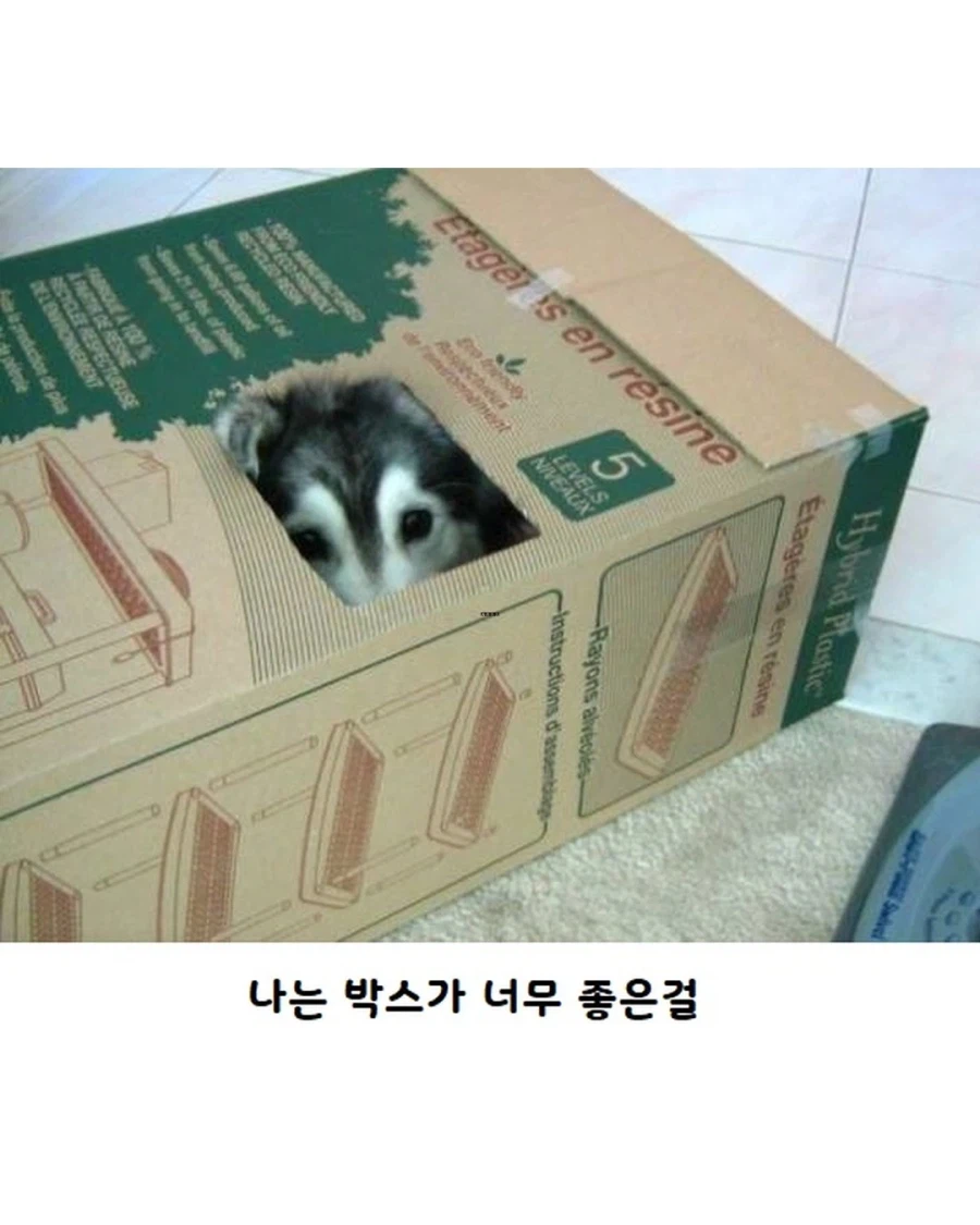 고양이랑 같이 자란 댕댕이..._6.webp