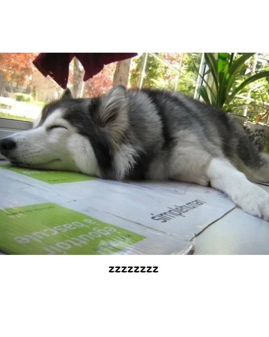 고양이랑 같이 자란 댕댕이..._7.webp