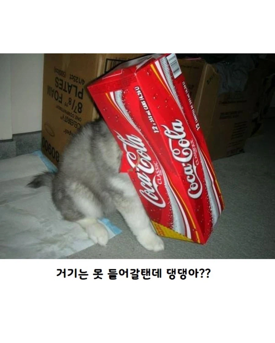 고양이랑 같이 자란 댕댕이..._8.webp